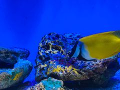 -上海海洋水族馆