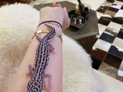 -酷以爬仙阁实体爬宠店·守宫·蜥蜴·专业繁育