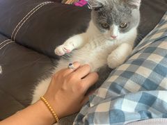 -momokira米努特·德文卷毛猫·棉花面纱犬