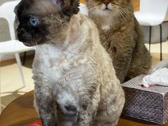 -藏猫猫咖啡主题馆(中央大道店)