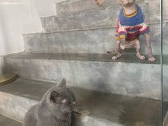 -more than meow吴止猫主题餐厅(承德 中船汇店)