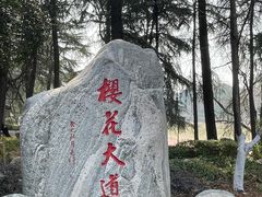 -武汉大学-樱园
