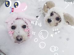 -Oh My Dog宠物沙龙(伊珊娜皮毛护理店)