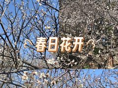 -香雪海