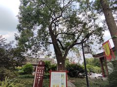 -青羊宫