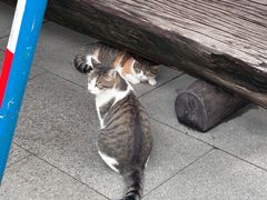 -龙华素斋(龙华路店)