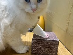 -藏猫猫咖啡主题馆(中央大道店)