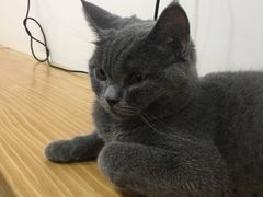 -李小姐の猫咖啡馆(五角场店)