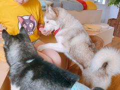 -Husky Go! 哈士奇体验馆·宠物咖啡厅狗咖