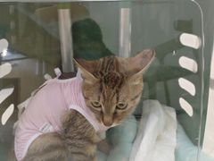 -美联众合动物医院·24h京西诊疗中心