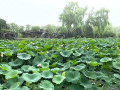 -蟹岛开饭楼