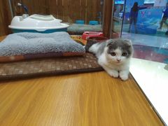 -龟与熊猫宠物公园(南坪店)