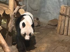-深圳野生动物园