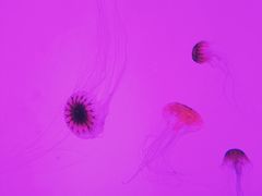 -沈阳海洋探索中心