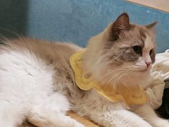 -滚猫咖啡·猫咖·猫友好撸猫(未来城店)