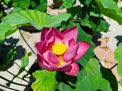 -莲花池公园