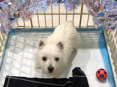 -翊宠yipet猫狗购宠庄园犬舍•猫舍