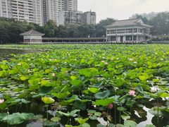 -荔湾湖公园