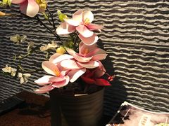 -呷哺呷哺(砂之船奥莱店)