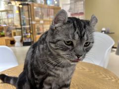 -藏猫猫咖啡主题馆(中央大道店)