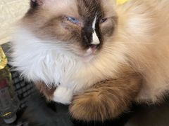 -平行世界·猫咖(首经贸店)