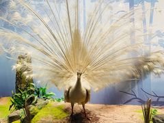 -陕西自然博物馆