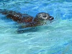 -太平洋海底世界