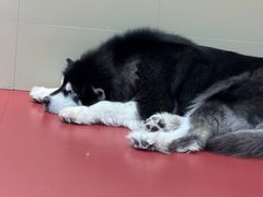 -和它·交个朋友·狗咖猫咖(爱琴海店)