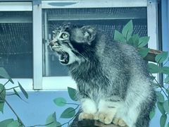 -青藏高原野生动物园