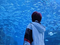 -海合安成都极地海洋公园