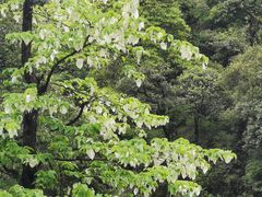 -龙苍沟森林公园