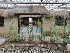 -上海都市菜园