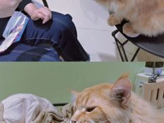 -藏猫猫咖啡主题馆(中央大道店)