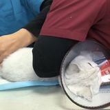 带家里的小祖宗来看病