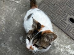 -瑞鹏宠物医院·内科·中兽医·骨科(苗圃店)