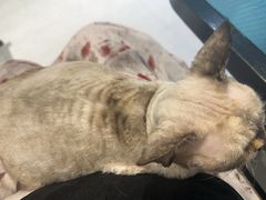 -琪喵猫屋·撸猫猫咖·猫舍