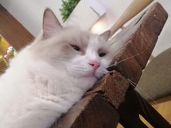 -喵园·猫主题咖啡厅·撸猫·猫咖(国贸店)