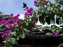 -高荡千年布依古寨旅游景区