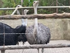 -燕塞湖鸟语林景区