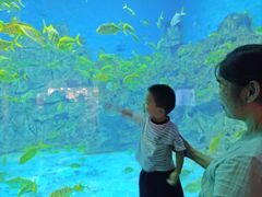 -芜湖新华联大白鲸海洋公园