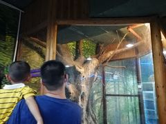-上海大自然野生昆虫馆(东方明珠·爬宠昆虫探索中心)
