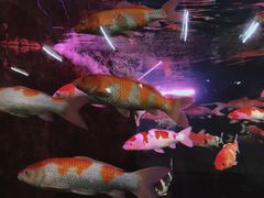 -泉州海丝野生动物世界