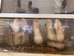 -more than meow吴止猫主题餐厅(承德 中船汇店)