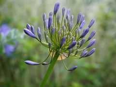 -桤木河湿地公园