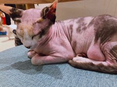 -藏猫猫咖啡主题馆(中央大道店)