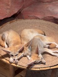 -Zoolung Zoolung动物主题公园(海信广场店)