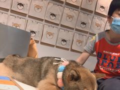 -柴务处·柴犬主题狗咖