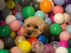 -Goku PET SHOP宠物视觉生活馆(双井店)