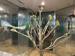 点击看大图 -神奇动物撸宠馆·羊驼·小浣熊·异宠(豫园店)