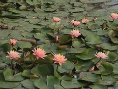 -荔枝公园(福田区)